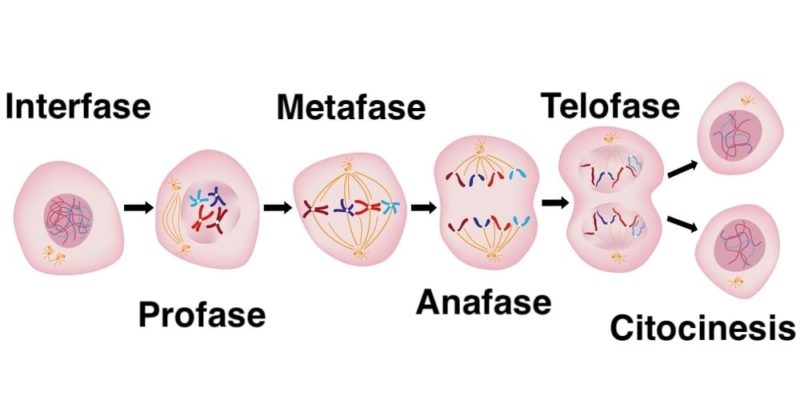 reproduccion celular division fases