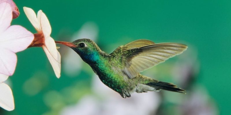 animales acuaticos aereos colibri