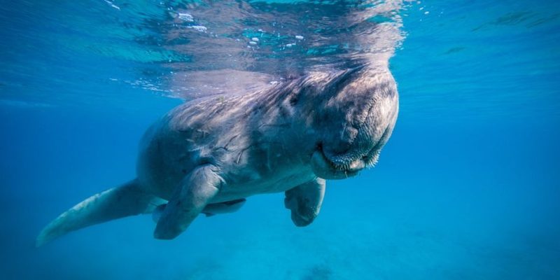 animales acuaticos dugongo respiracion pulmonar