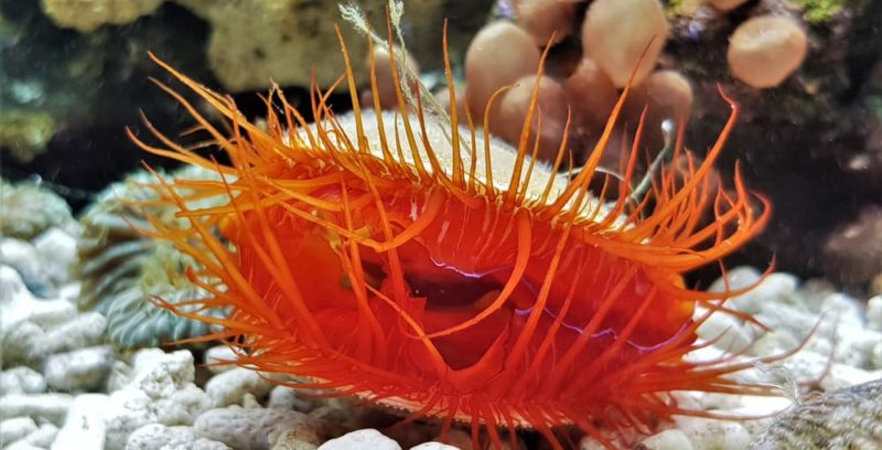 animales acuaticos moluscos