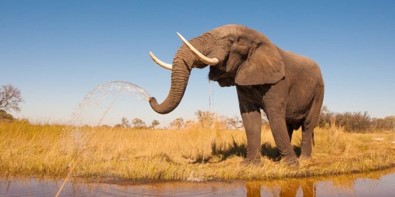 animales de la sabana africana elefante