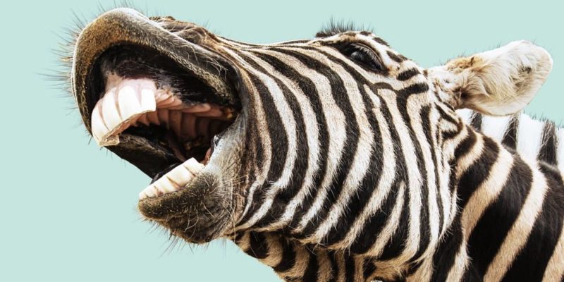 animales herbivoros cebra dentadura
