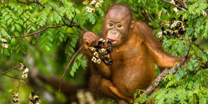 animales herbivoros mamiferos frutas orangutan