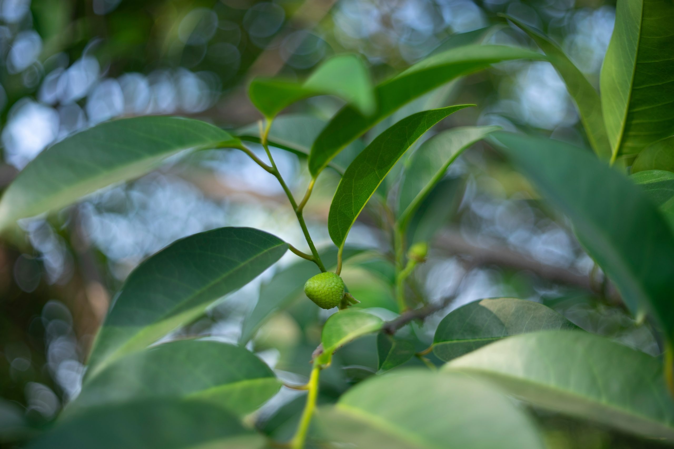 Annona glabra