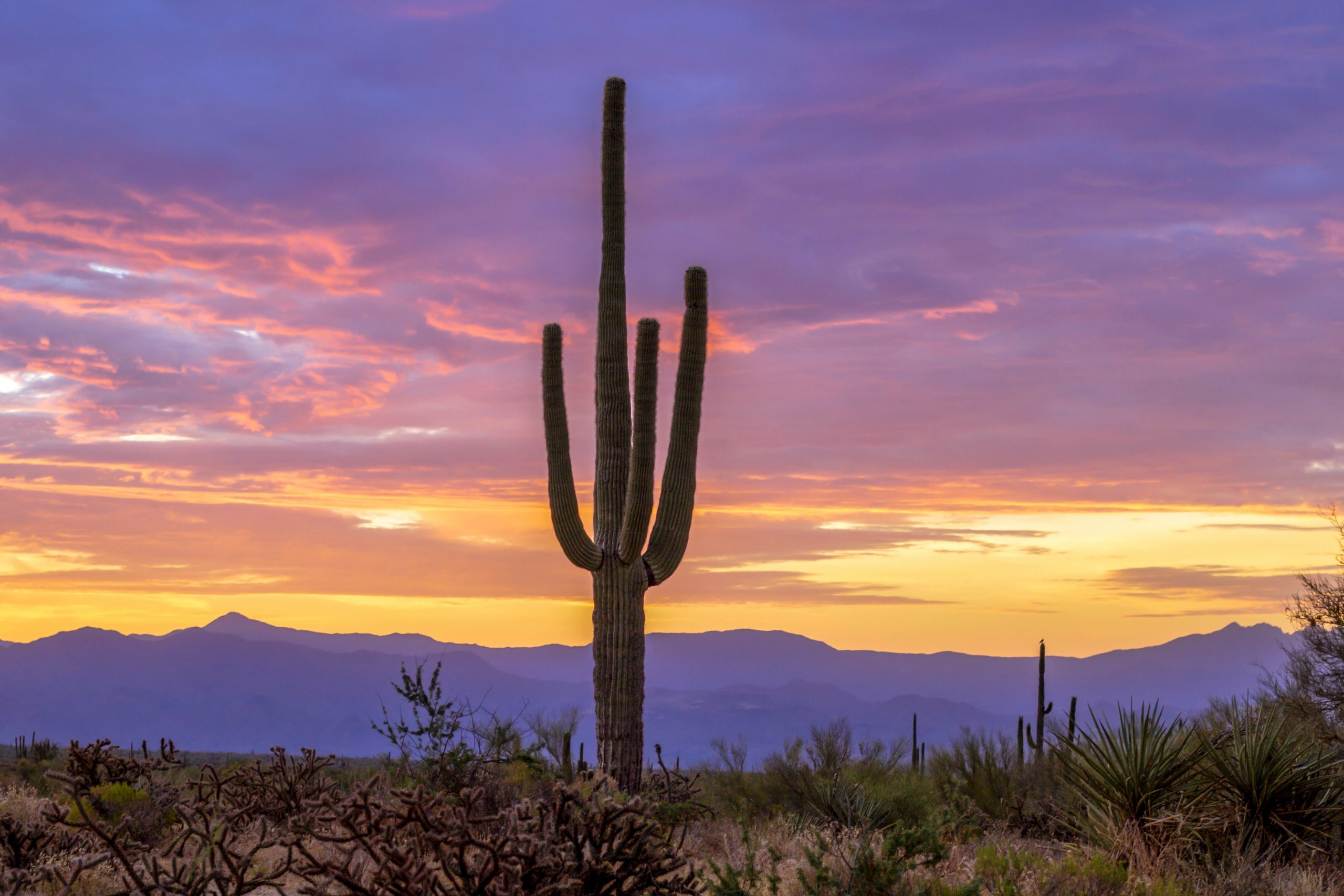 cactus