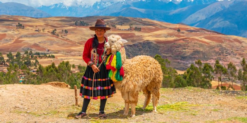 cultura inca economia ganaderia alpaca