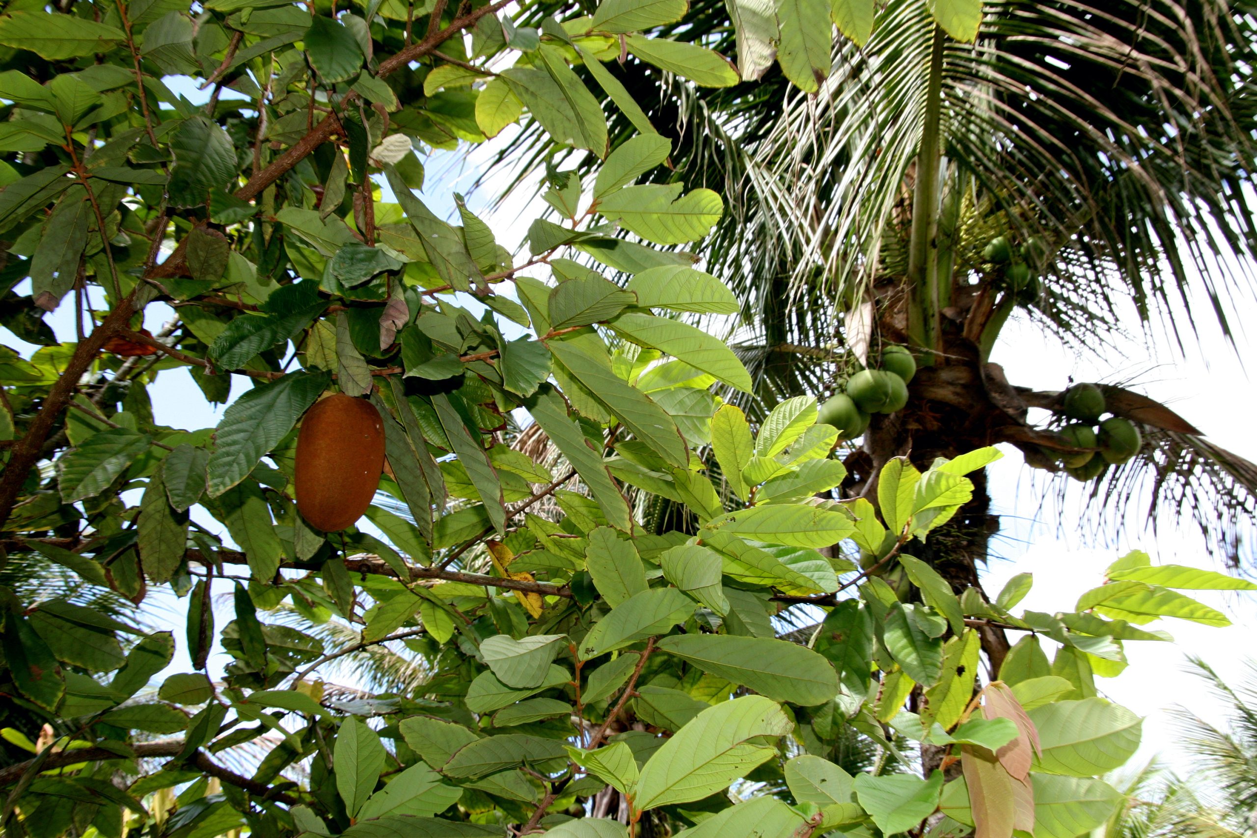 Cupuacu