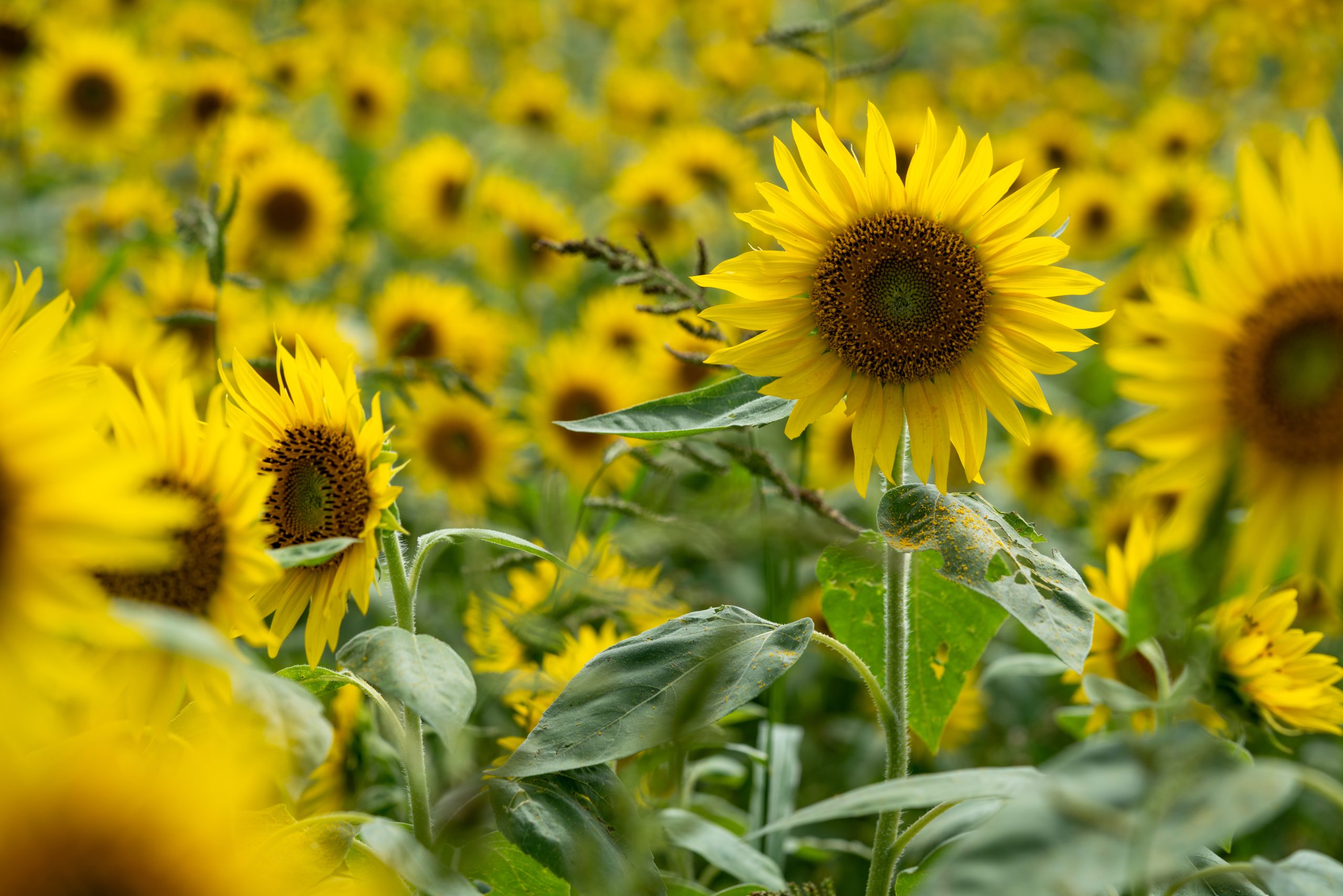 girasol