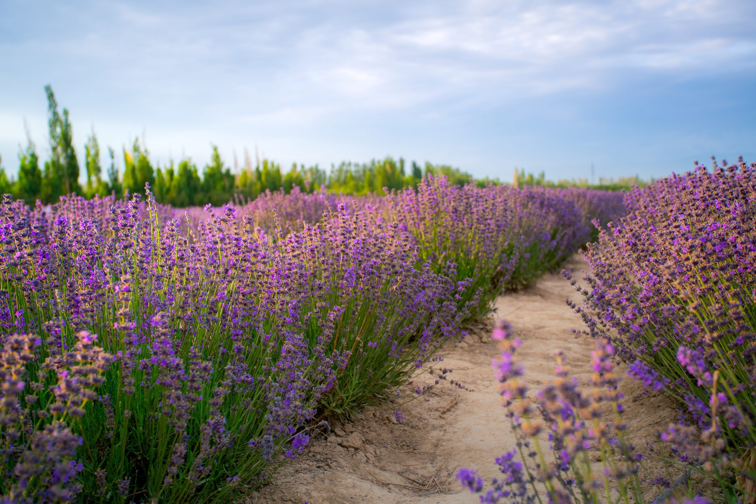 lavanda