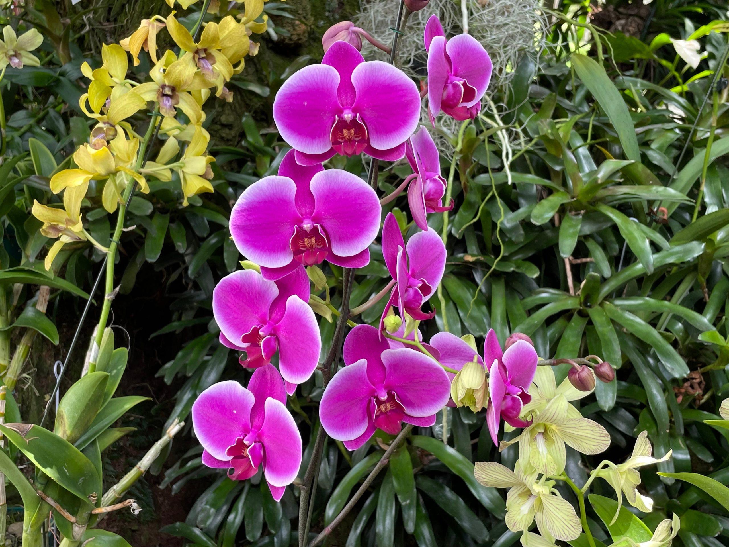 orquidea