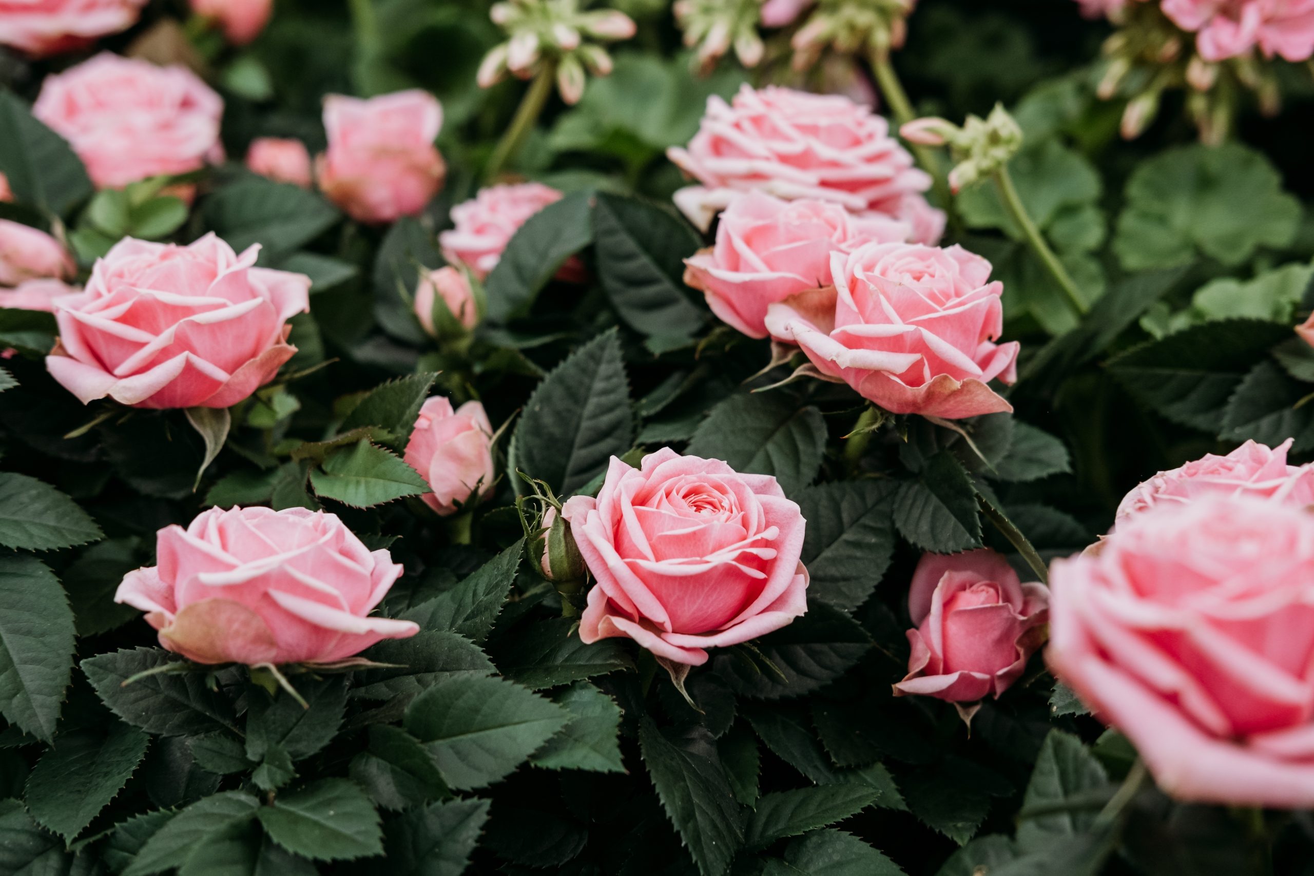 Rosa
