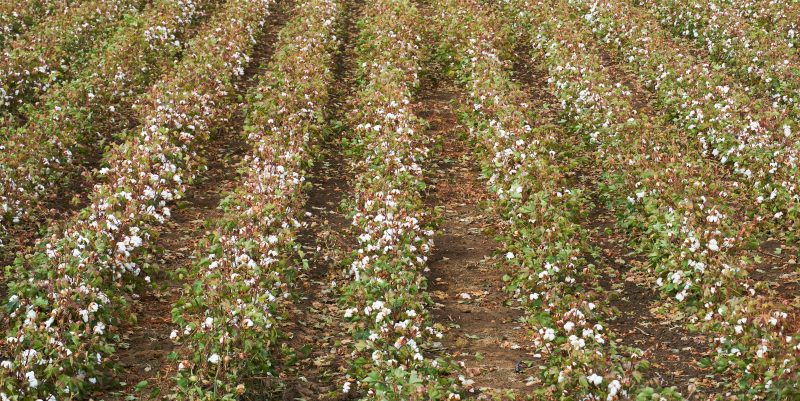 Plantación de algodón en Puebla de Cazalla, Sevilla.