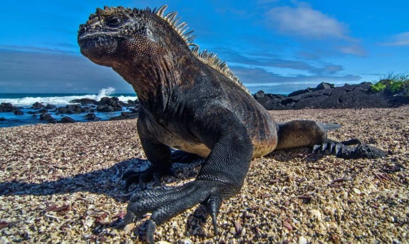 animales de la costa ecuatoriana iguana marina galapagos