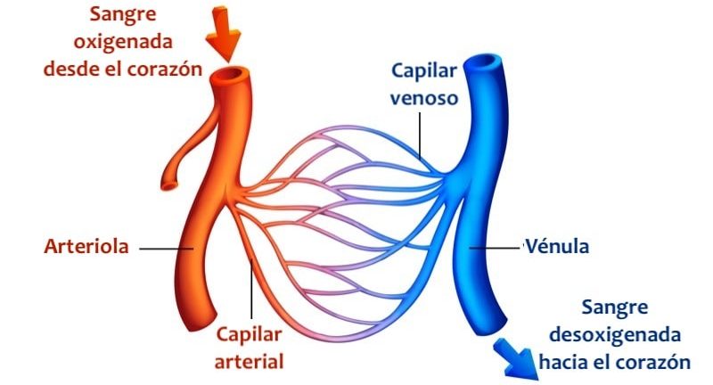 circulacion mayor y menor sangre cuerpo humano sistemica