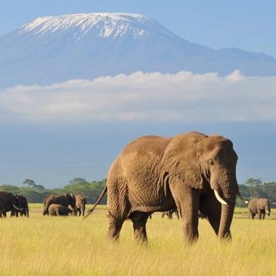 africa kilimanjaro elefante