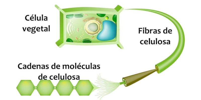 celulosa funcion pared celular
