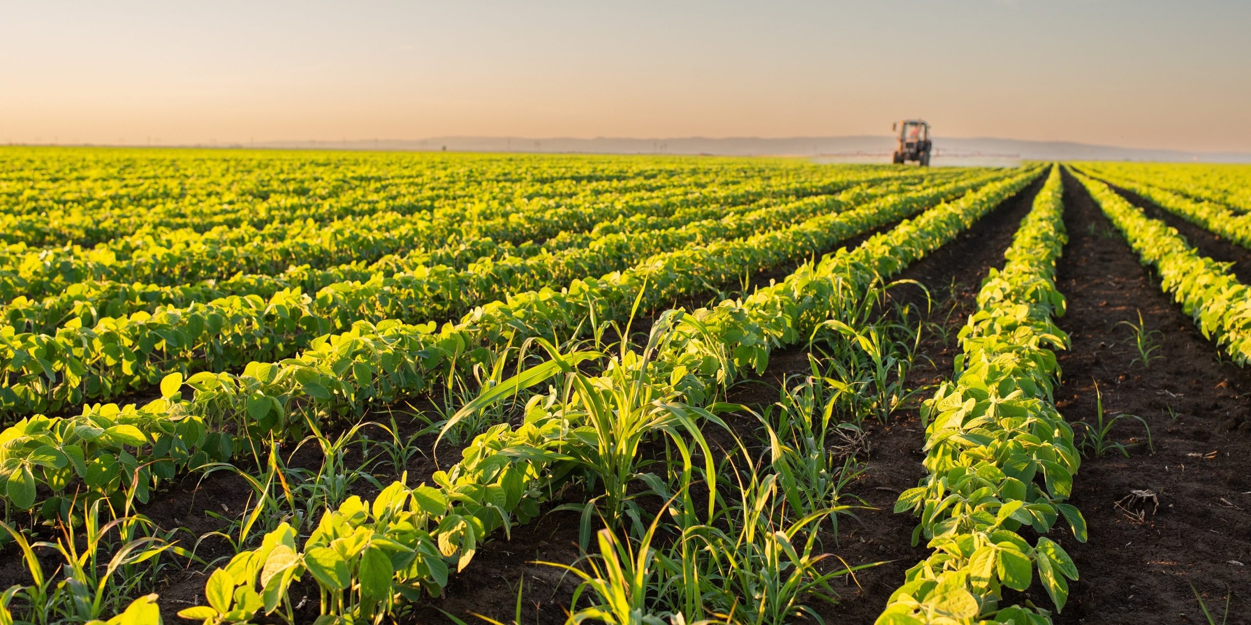 Una plantación bajo el sol.