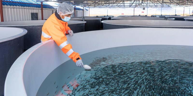 Hombre alimentando peces en un estanque de acuicultura