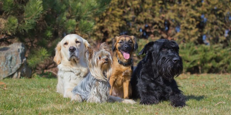 Tres cachorros de diferentes razas