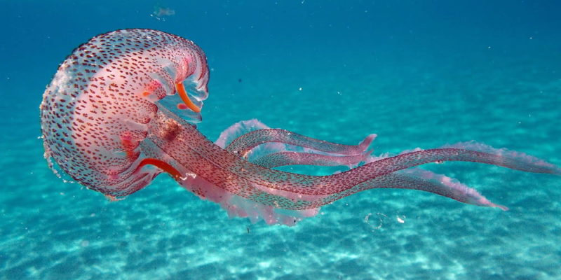 reproduccion de los animales alternante medusa