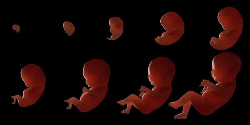 reproduccion humana embarazo