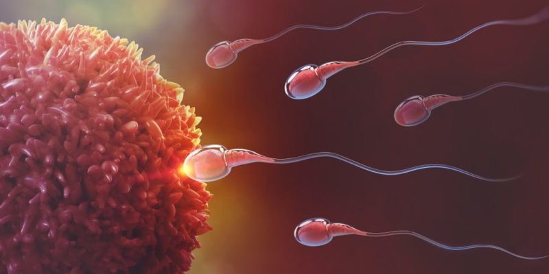 Espermatozoides se acercan a un óvulo.