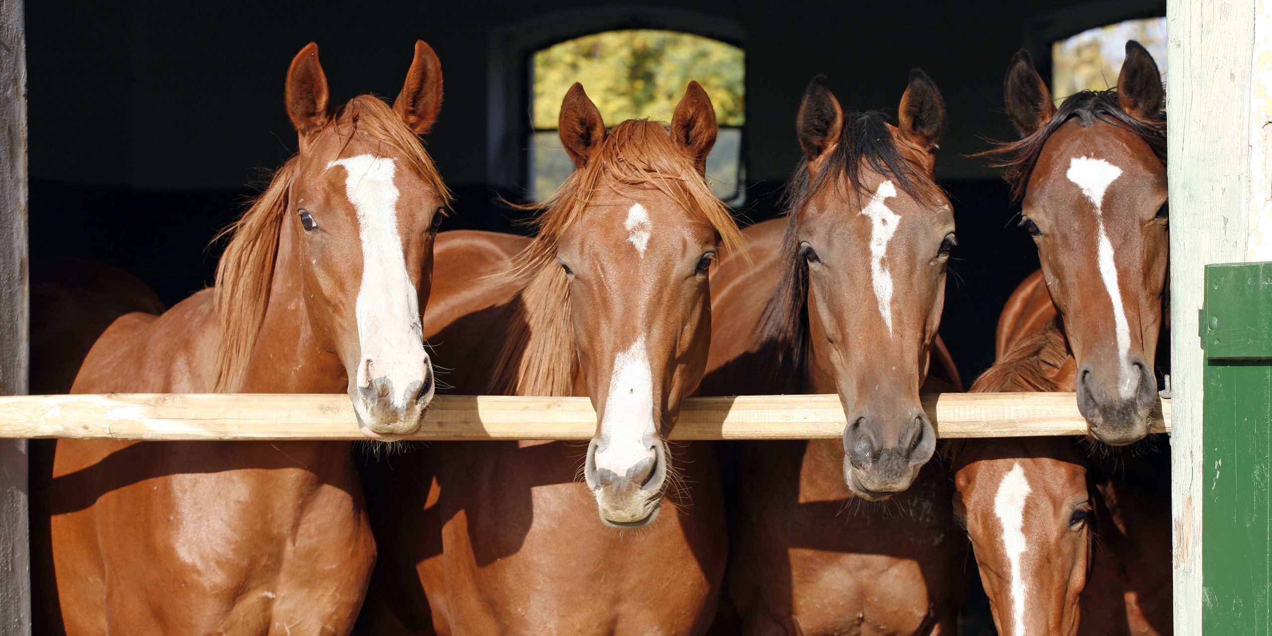 Caballos de carrera en un establo