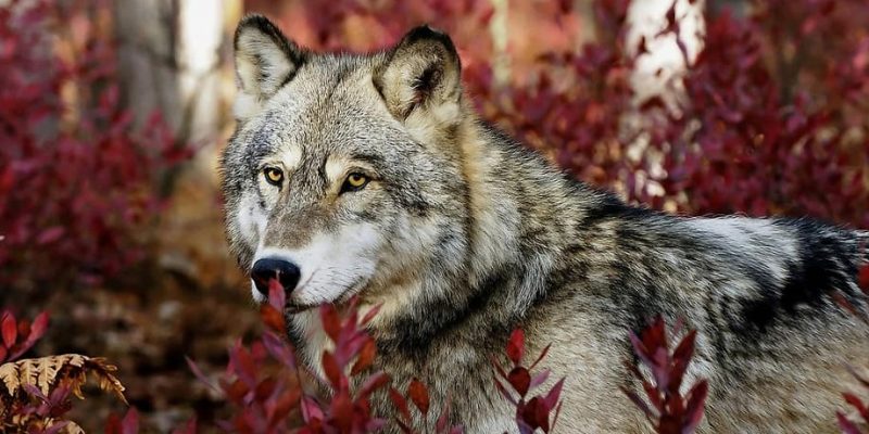 Competir Ceder continuar Lobo (animal) - Información, comportamiento, hábitat, características