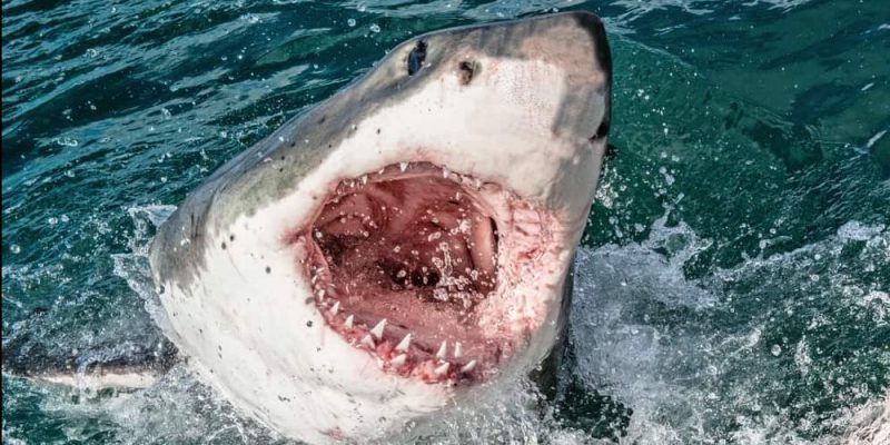 tiburon blanco caracteristicas dientes mordida