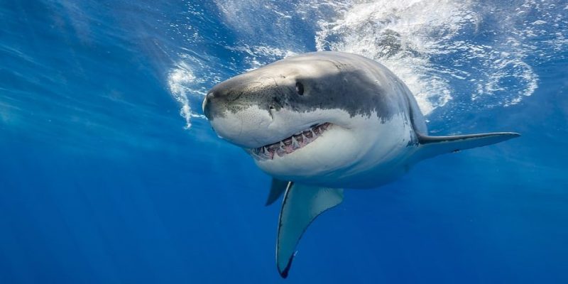 Tiburones - Información, alimentación, hábitat, ataques