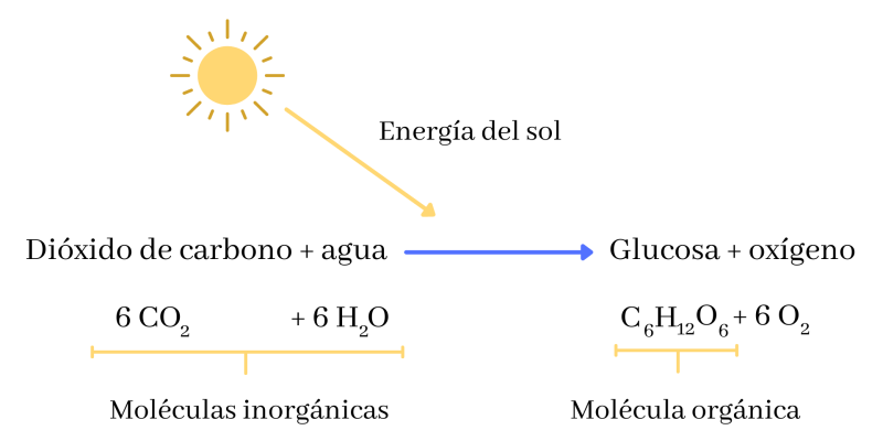 Fotosíntesis - Concepto, fases, características y ecuación