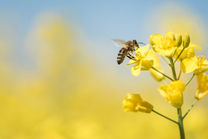 5 cosas interesantes y útiles que puedes hacer con cera de abejas - Mejor  con Salud