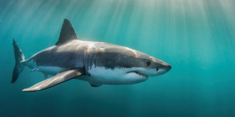 Tiburón Blanco Información, hábitat, características, ataques