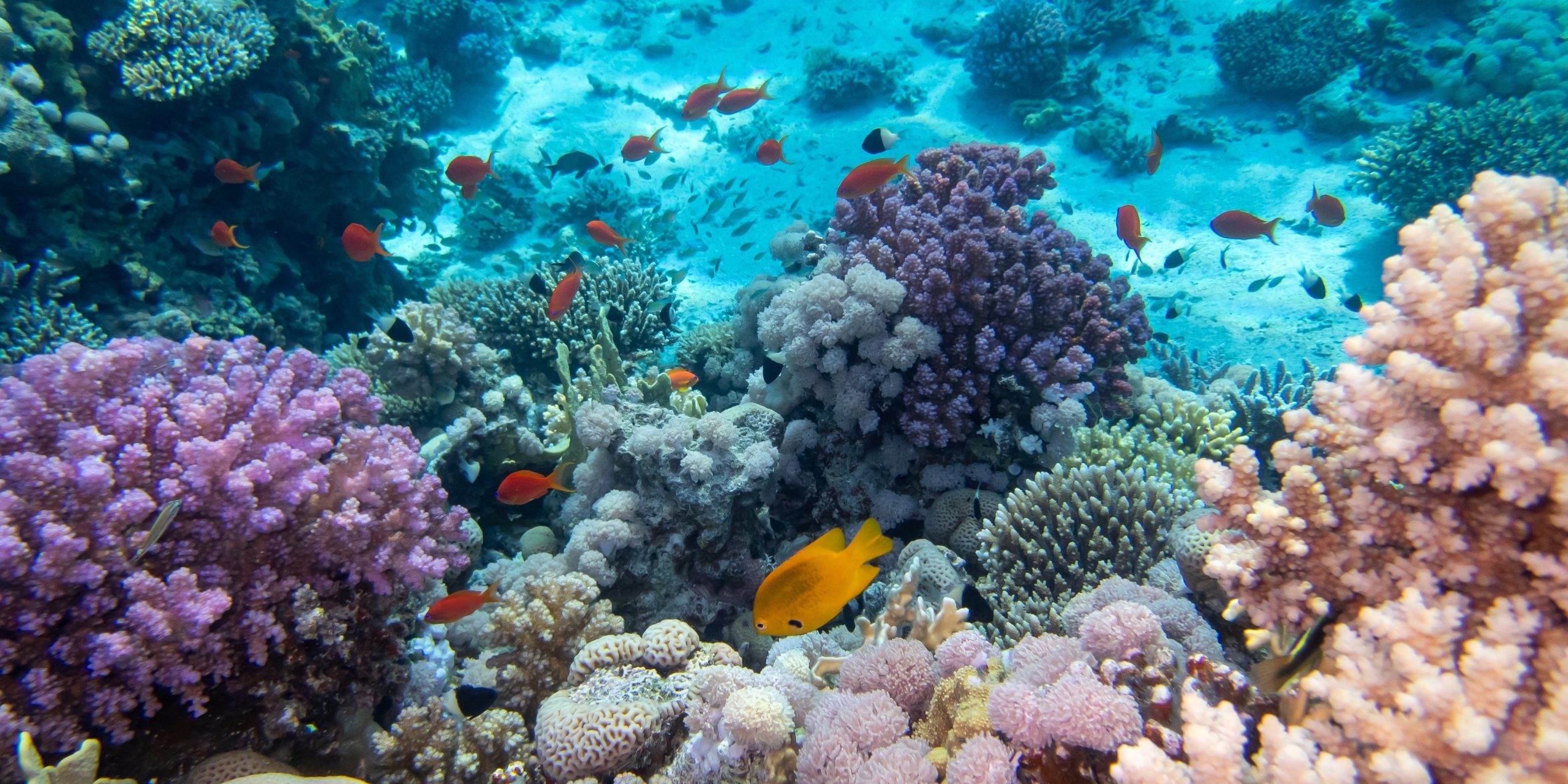 Arrecife de coral
