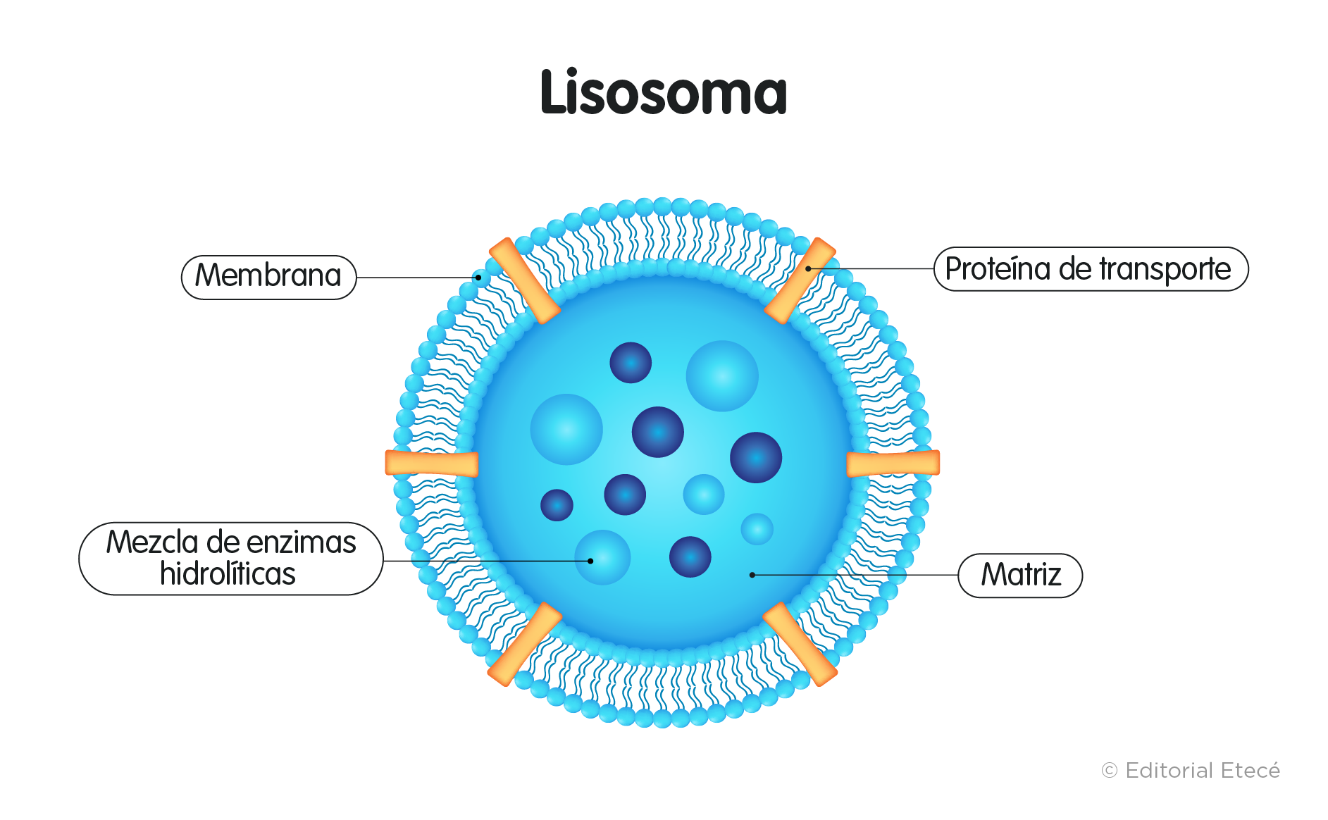 Estructura del lisosoma
