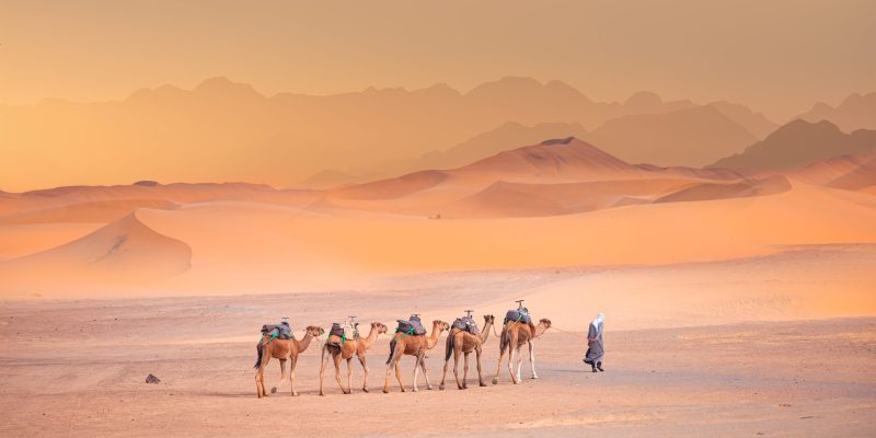 Camellos en el desierto