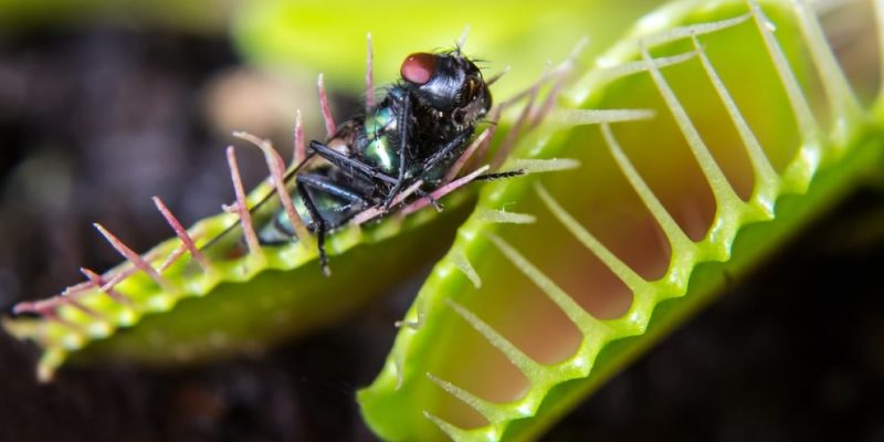 animales insectivoros plantas carnivoras