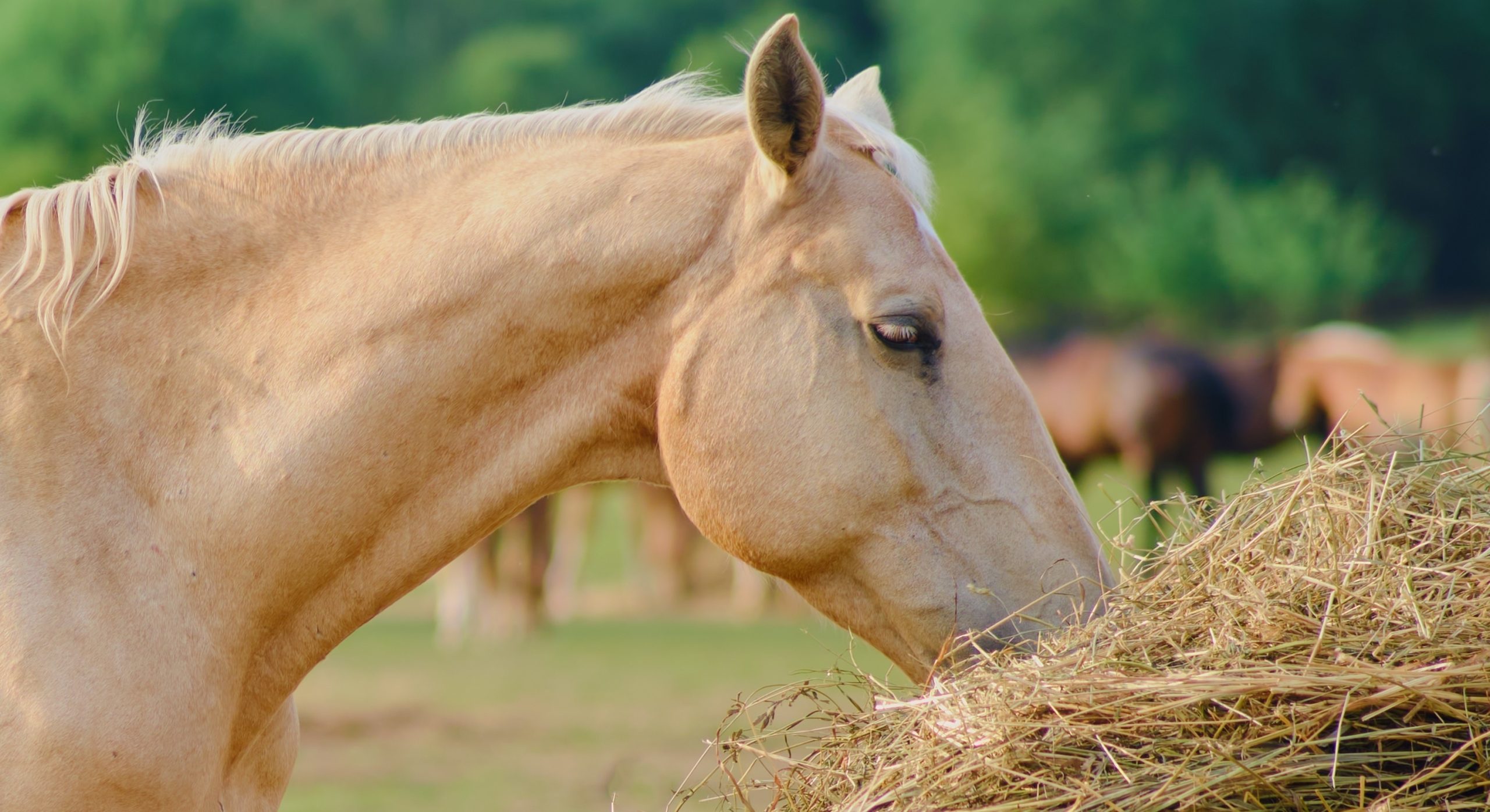 Un caballo come heno.