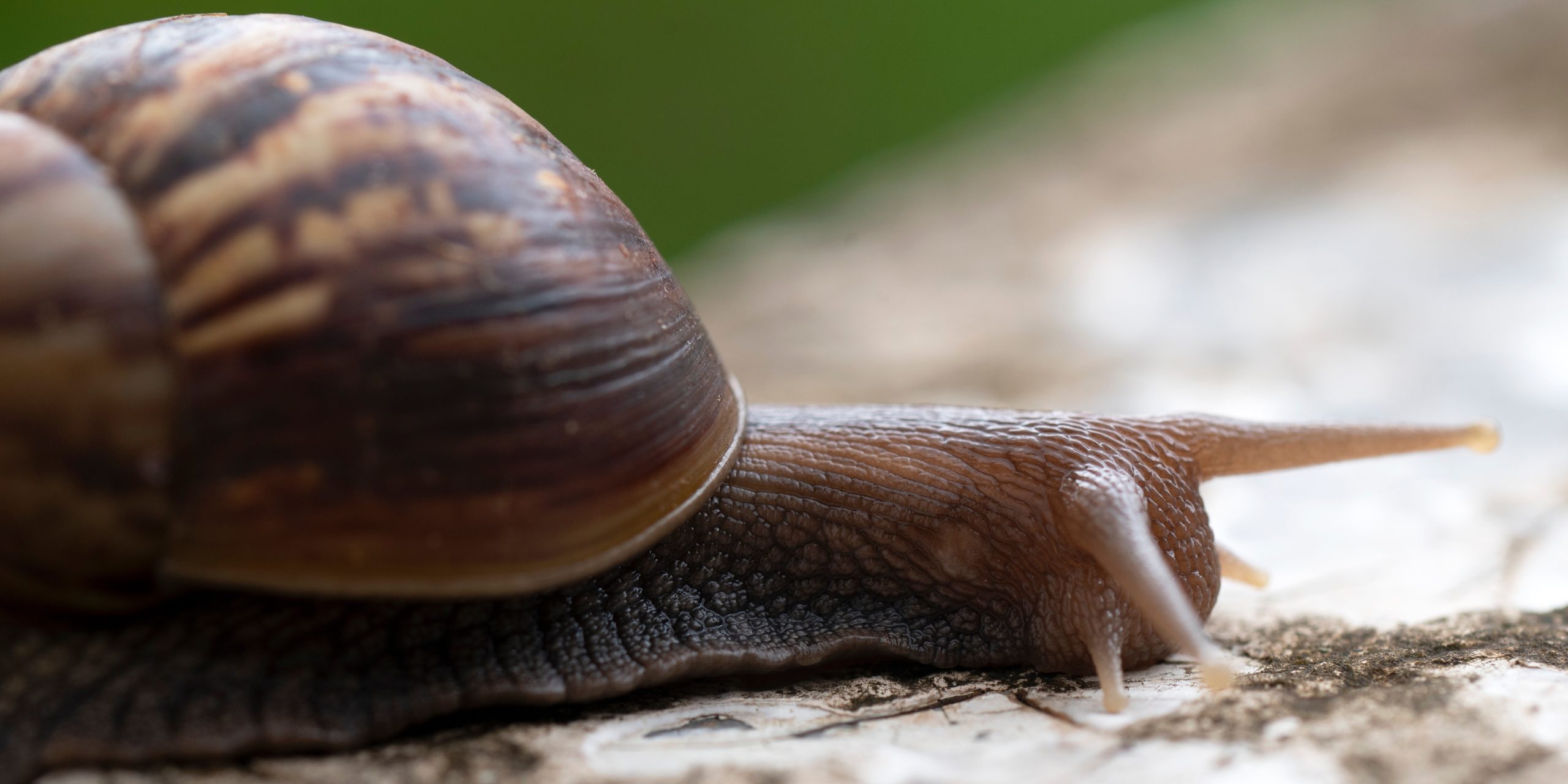Un caracol sobre la tierra.