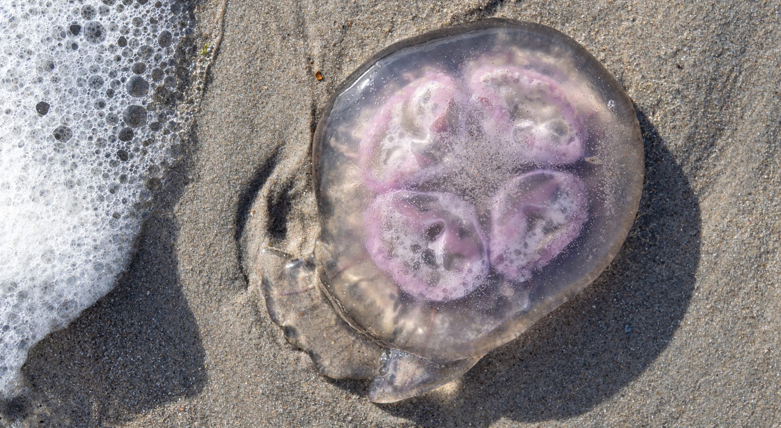 Medusa en la playa.