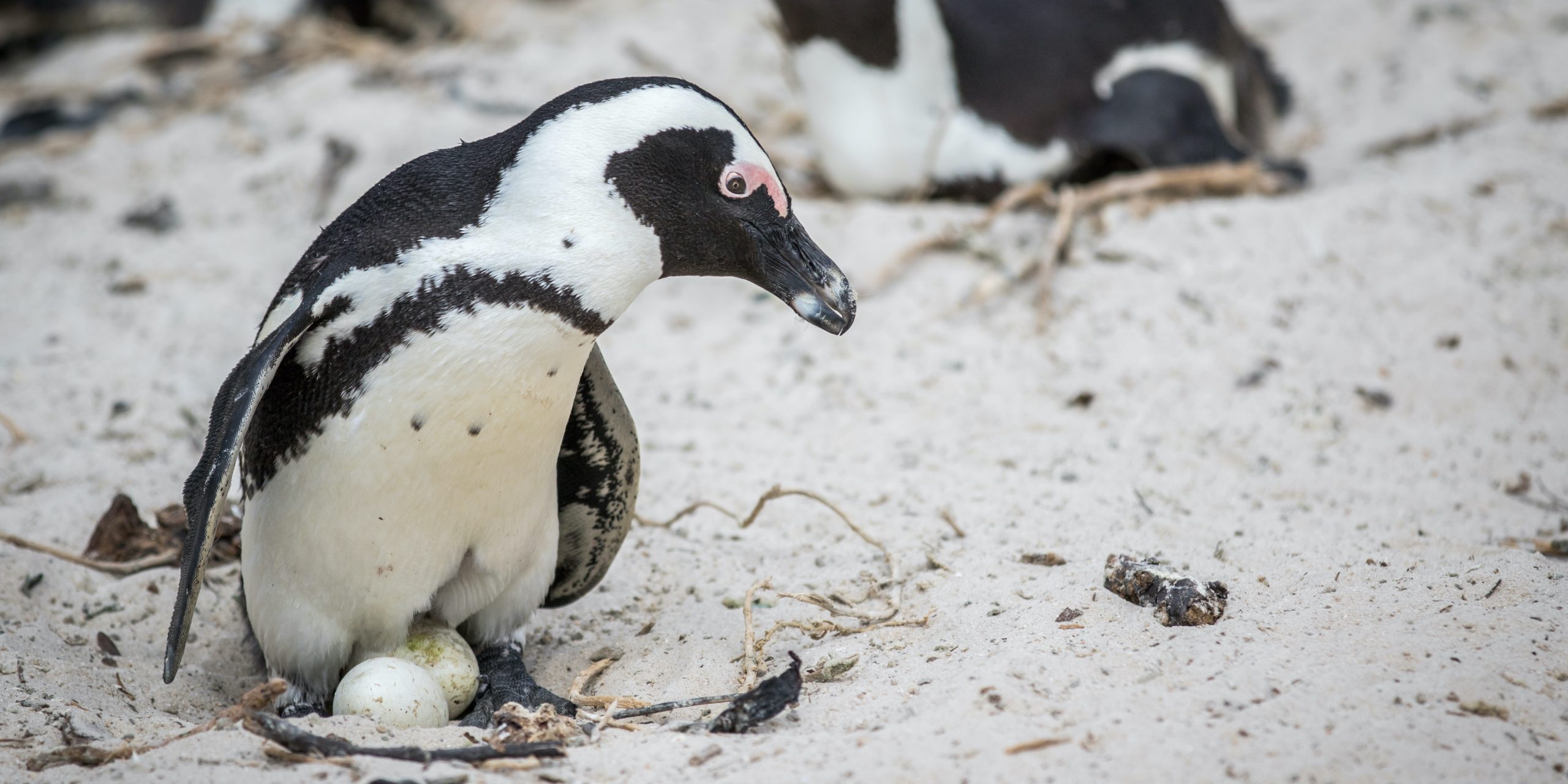 Un pingüino cuida a su huevo.