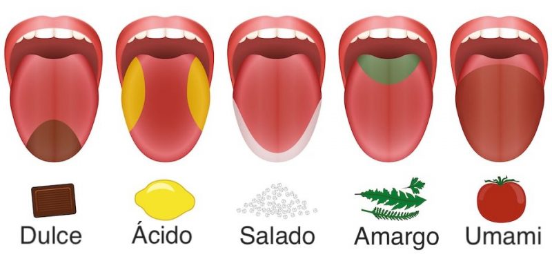 sentido del gusto modalidades gustativas sabores basicos