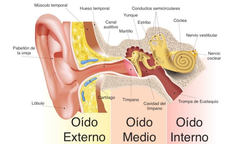 sentido del oido anatomia