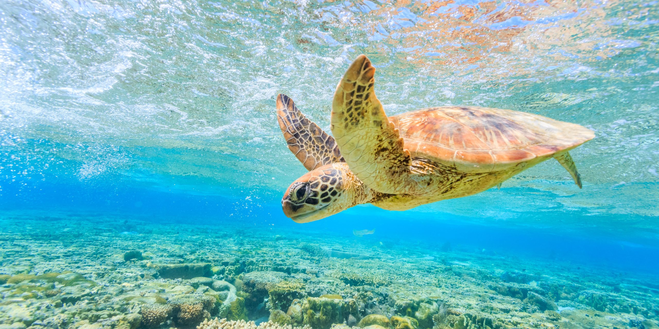 Tortuga bajo el agua.