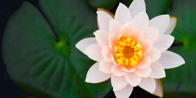 Flor De Loto Informaci n Biolog a Simbolog a Y Budismo