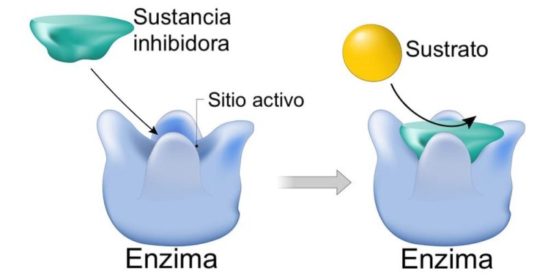 inhibicion bioquimica enzimas