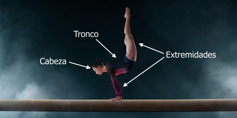 Partes del cuerpo humano