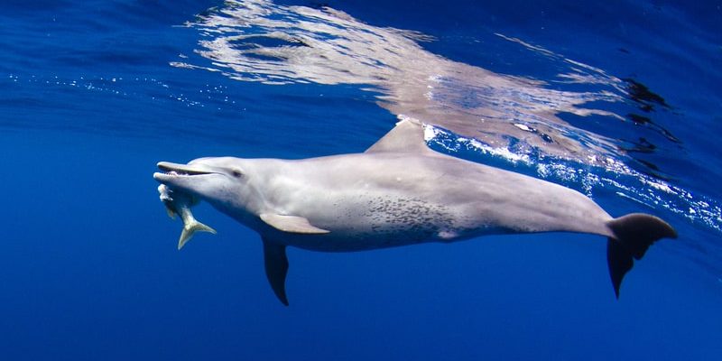 delfin alimentacion