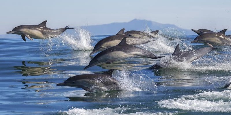 Delfín (animal) - Información, hábitat, tipos y características
