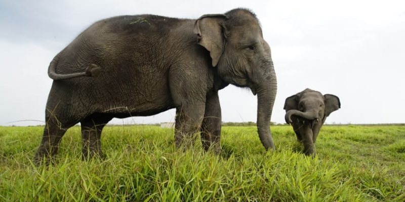 combustible Alfombra de pies Palpitar Elefante (animal) - Información, hábitat y características